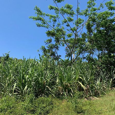 Green Queendom Farm And Lodging Oracabessa Exterior photo