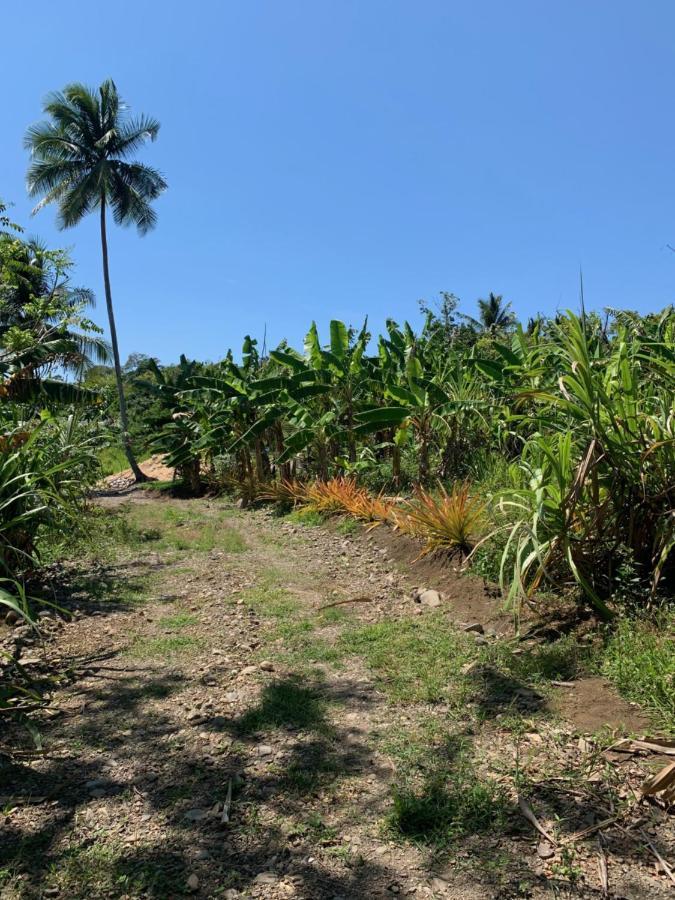 Green Queendom Farm And Lodging Oracabessa Exterior photo