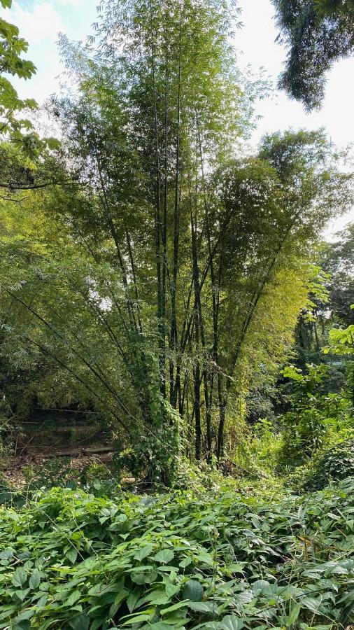 Green Queendom Farm And Lodging Oracabessa Exterior photo